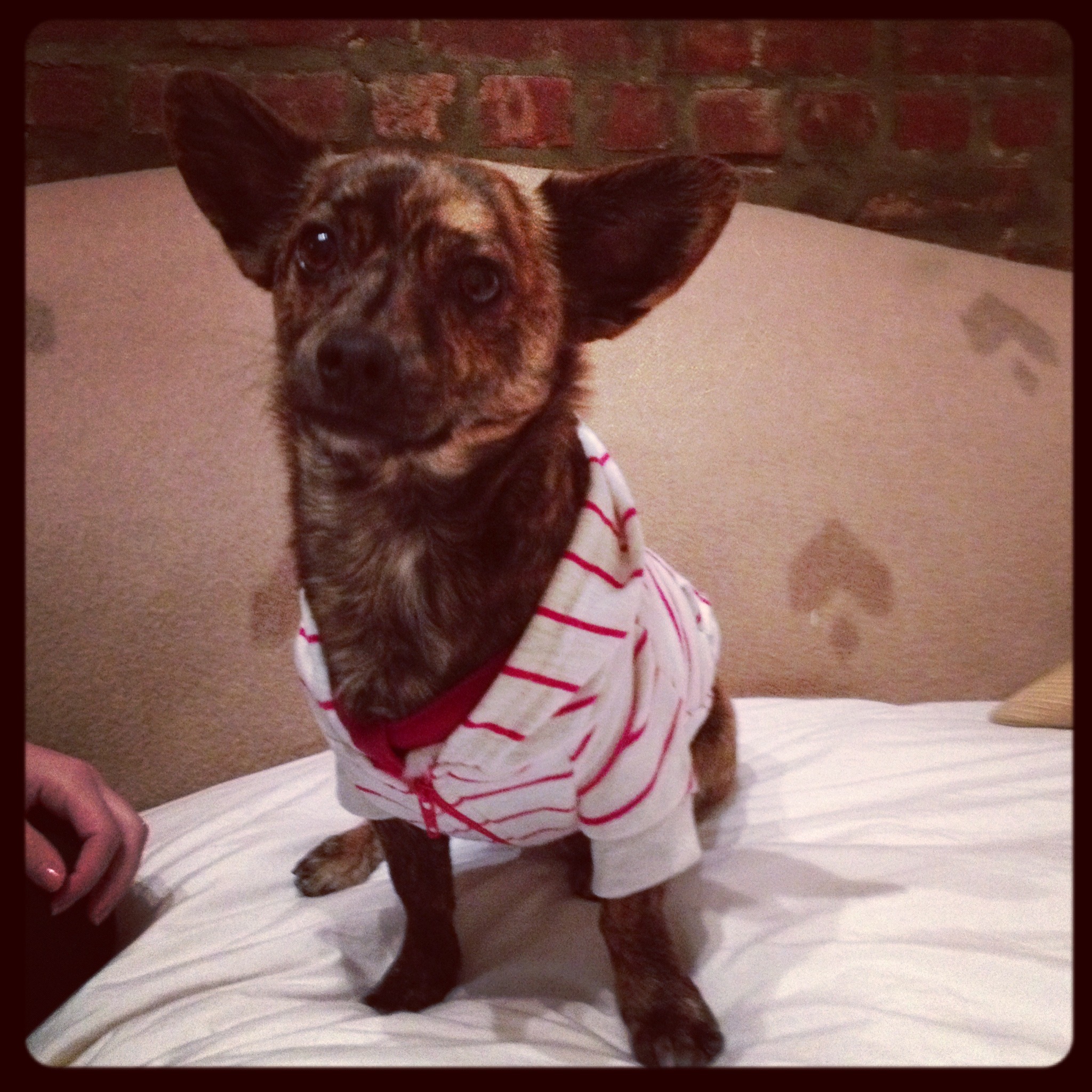 Bandit, the dog we babysat, in his striped onesie