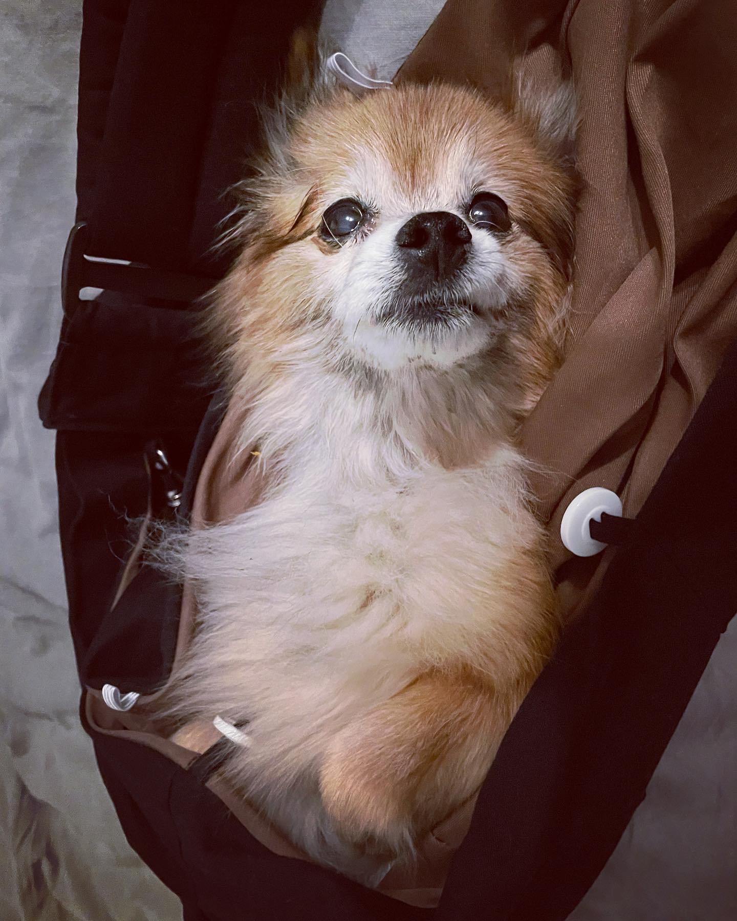 Eva, our sweet Pomeranian, riding in her carrier